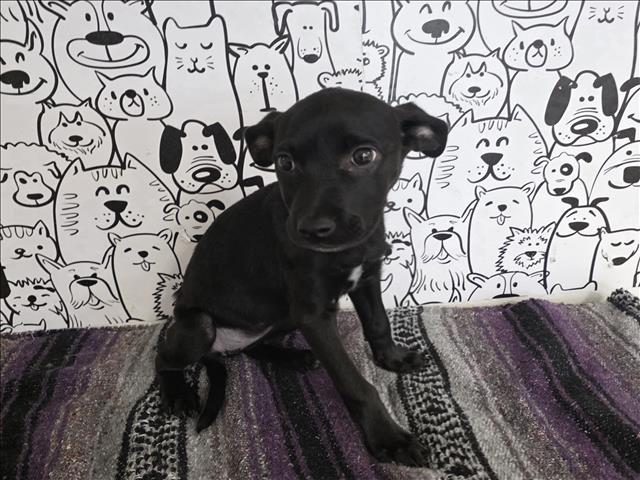 Shelter Stray Female Dog last seen , 957 N Gaffey St, San Pedro, CA 90731, USA
