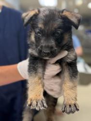 Shelter Stray Male Dog last seen 9TH AND YCCA NUEVO, CA, 6851 Van Buren Boulevard, Jurupa Valley, CA 92509, USA
