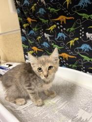 Shelter Stray Female Cat last seen Near BLOCK DRIFTWOOD DR, RIVERSIDE, CA, 6851 Van Buren Boulevard, Jurupa Valley, CA 92509, USA