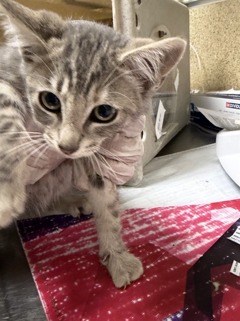 Shelter Stray Female Cat last seen Near BLOCK DRIFTWOOD DR, RIVERSIDE, CA, 6851 Van Buren Boulevard, Jurupa Valley, CA 92509, USA
