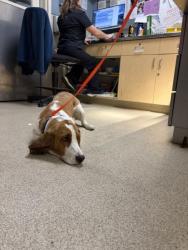 Shelter Stray Female Dog last seen WATKINS DR/ BLAIN ST, RIVERSIDE, 6851 Van Buren Boulevard, Jurupa Valley, CA 92509, USA