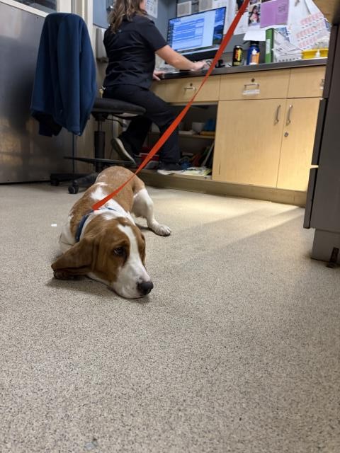 Shelter Stray Female Dog last seen WATKINS DR/ BLAIN ST, RIVERSIDE, 6851 Van Buren Boulevard, Jurupa Valley, CA 92509, USA