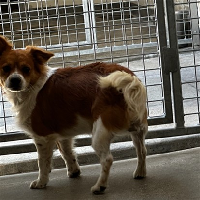 Shelter Stray Male Dog last seen , 3201 Lacy St, Los Angeles, CA 90031, USA