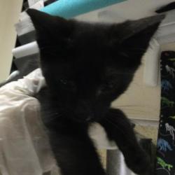 Shelter Stray Male Cat last seen Near BLOCK WILLARD WAY, RIVERSIDE, CA, 6851 Van Buren Boulevard, Jurupa Valley, CA 92509, USA