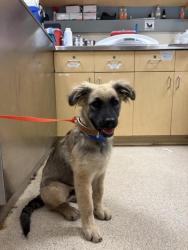 Shelter Stray Male Dog last seen OTTOWA AND 12TH ST, RIVERSIDE, 6851 Van Buren Boulevard, Jurupa Valley, CA 92509, USA