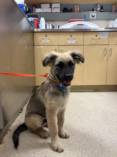 Shelter Stray Male Dog last seen OTTOWA AND 12TH ST, RIVERSIDE, 6851 Van Buren Boulevard, Jurupa Valley, CA 92509, USA
