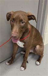Shelter Stray Male Dog last seen , 232 Eslinger Way, Sanford, FL 32773, USA