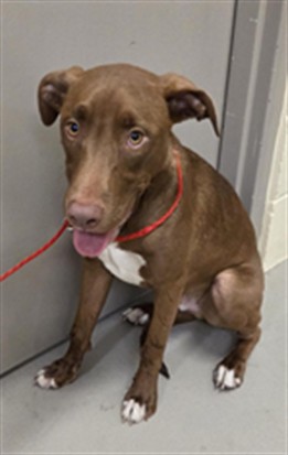 Shelter Stray Male Dog last seen , 232 Eslinger Way, Sanford, FL 32773, USA