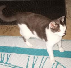 Found/Stray Unknown Cat last seen Sullivan Middle School, Rock Hill, SC 29730