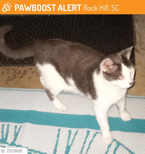 Found/Stray Unknown Cat last seen Sullivan Middle School, Rock Hill, SC 29730