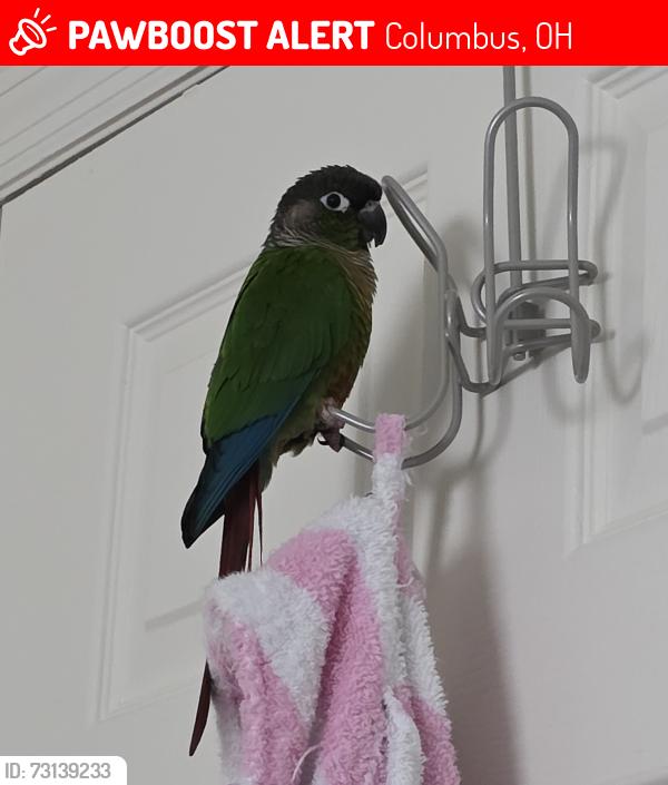 Lost Male Bird last seen Cooper Road, Columbus, OH 43231