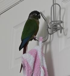 Lost Male Bird last seen Cooper Road, Columbus, OH 43231