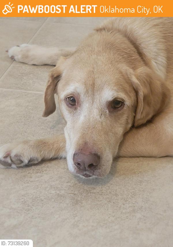 Found/Stray Male Dog last seen S Morgan Rd & SW 104th, Oklahoma City, OK 73064