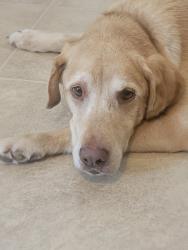 Found/Stray Male Dog last seen S Morgan Rd & SW 104th, Oklahoma City, OK 73064