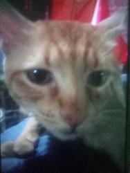 Lost Male Cat last seen Near de noviembre, Salamanca, Gto. 36780