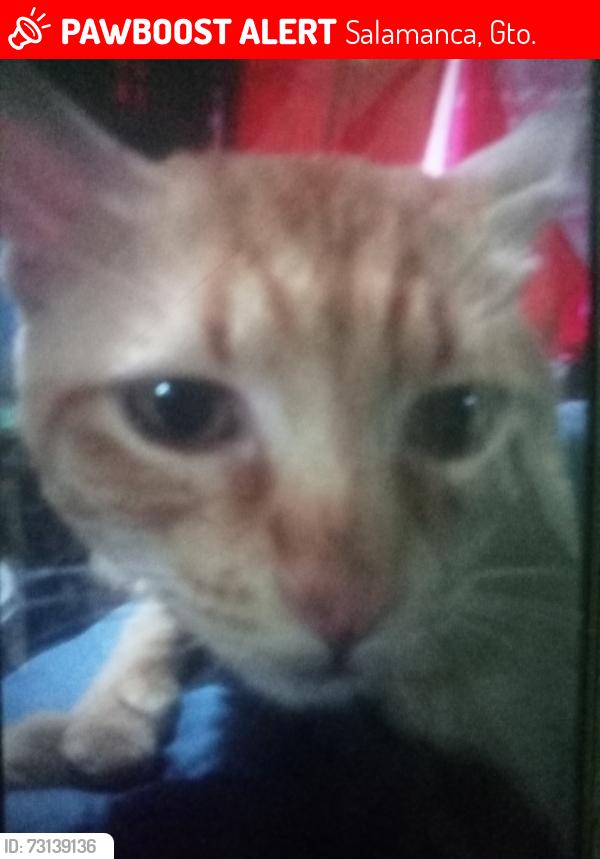 Lost Male Cat last seen Near de noviembre, Salamanca, Gto. 36780