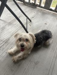Found/Stray Male Dog last seen Near Barwood park, Austin, TX 78753