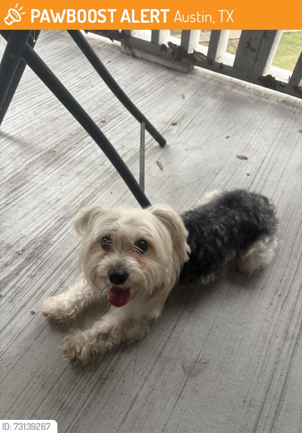 Found/Stray Male Dog last seen Near Barwood park, Austin, TX 78753