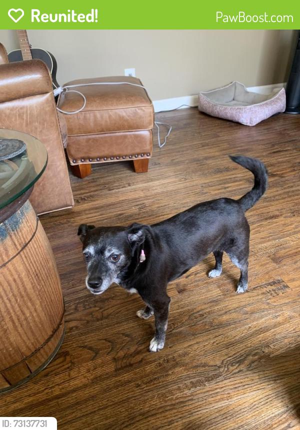 Reunited Female Dog last seen Forest Creek Neighborhood, Tulsa, OK, Tulsa, OK 74137