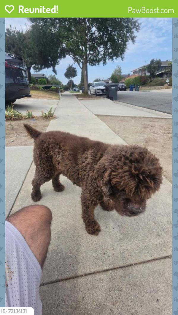 Reunited Male Dog last seen Near the intersection of Gladhill Rd and Loretta Dr, La Mirada, CA 90638