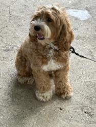 Reunited Female Dog last seen West ave & hildebrand 78201, San Antonio, TX 78201