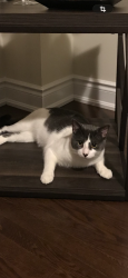 Lost Male Cat last seen Near ferragine Crescent Bradford Ontario, Bradford West Gwillimbury, ON L3Z 4K2