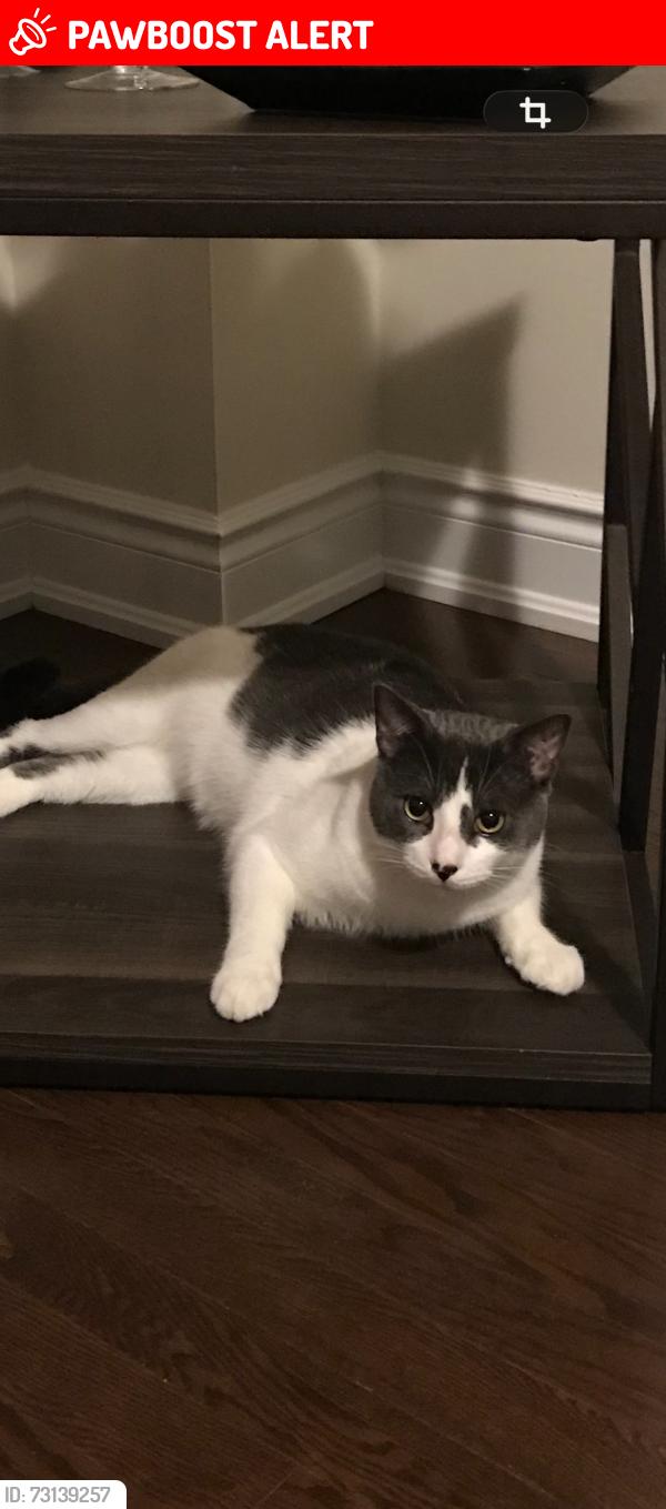 Lost Male Cat last seen Near ferragine Crescent Bradford Ontario, Bradford West Gwillimbury, ON L3Z 4K2