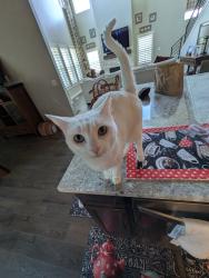 Lost Female Cat last seen 7/11, railroad crossing, the Layton Trail, and the new neighborhood by North Davis Prep., Layton, UT 84041