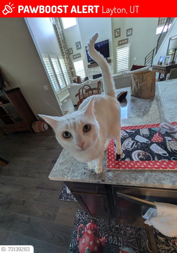 Lost Female Cat last seen 7/11, railroad crossing, the Layton Trail, and the new neighborhood by North Davis Prep., Layton, UT 84041