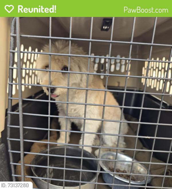 Reunited Female Dog last seen Tim froster, El Paso, TX 79938