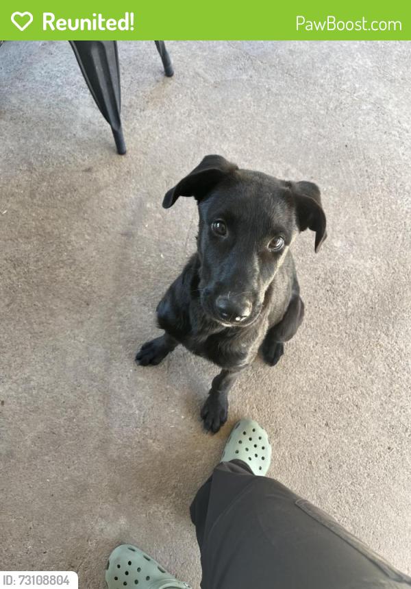 Reunited Male Dog last seen El Dorado and Gibson St, Stockton, CA 95204