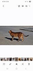 Lost Male Cat last seen The junction of ley hill and trinity road, Birmingham, England 