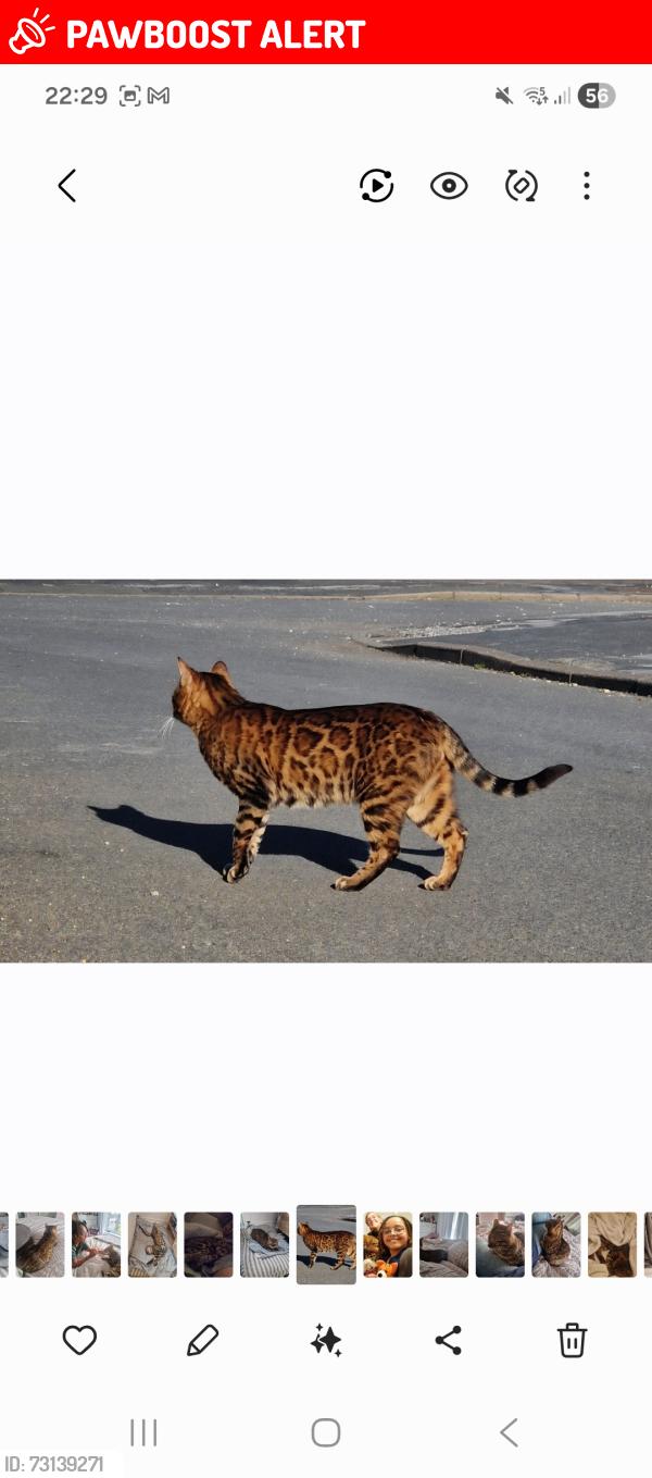 Lost Male Cat last seen The junction of ley hill and trinity road, Birmingham, England 
