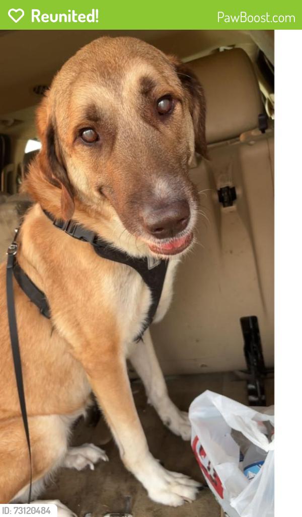 Reunited Female Dog last seen East 14th and Northeast Broadway by the Casey's. Also Possibly seen by the QT truck stop on E 14th by the interstate., Polk County, IA 50313