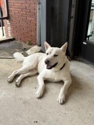 Found/Stray Male Dog last seen Fannin and Mcilhenny, Houston, TX 77098