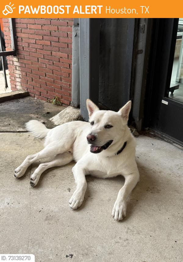 Found/Stray Male Dog last seen Fannin and Mcilhenny, Houston, TX 77098
