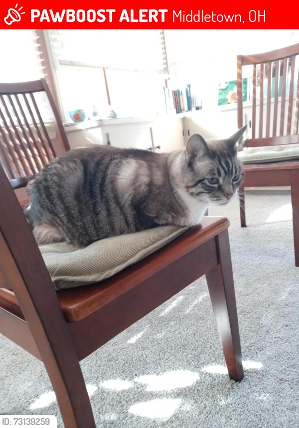 Lost Male Cat last seen Kensington St & Sherman, Middletown, OH 45044
