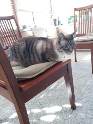 Lost Male Cat last seen Kensington St & Sherman, Middletown, OH 45044