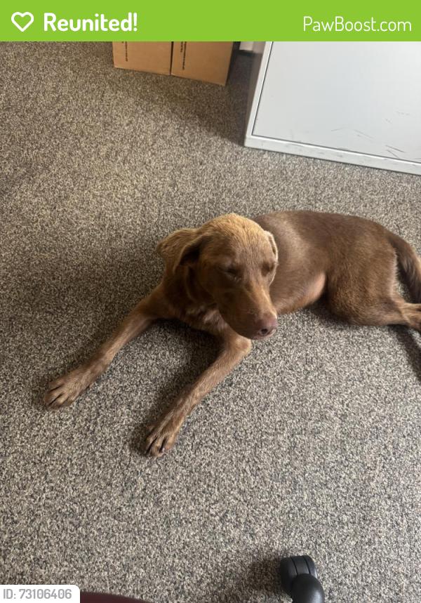 Reunited Female Dog last seen Country line rd, Seymour, TN 37865