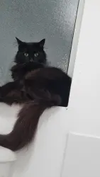 Reunited Female Cat last seen flt A 105Twickenham TW2 6PL, Greater London, England TW2 6PL