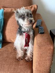 Found/Stray Female Dog last seen Sistrunk and 6th st, Fort Lauderdale, FL 33311