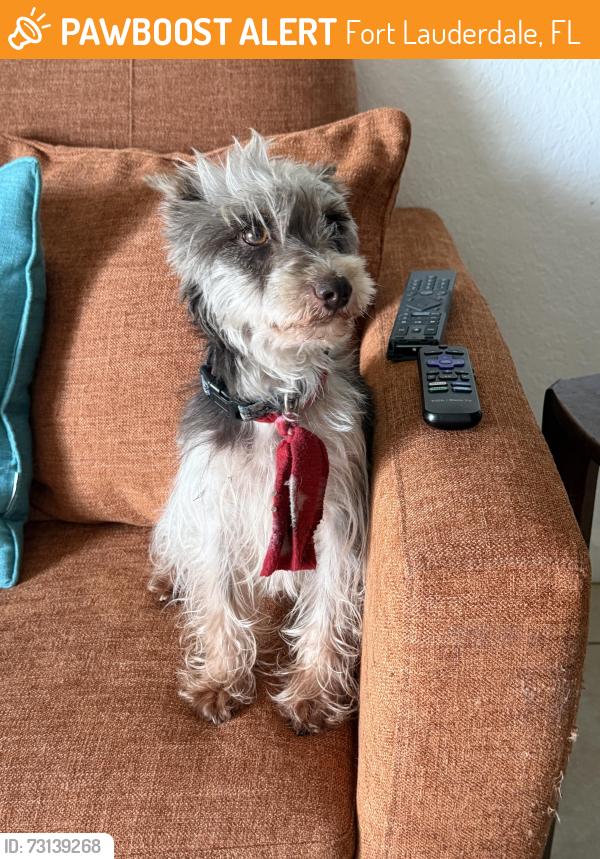 Found/Stray Female Dog last seen Sistrunk and 6th st, Fort Lauderdale, FL 33311