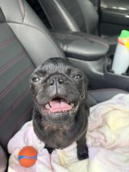 Reunited Male Dog last seen North Clairemont Rec Center, San Diego, CA 92117