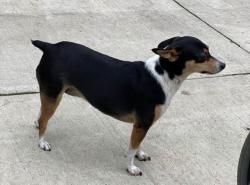 Lost Female Dog last seen Old 82nd area or Cason rd area, Gladstone, OR 97015