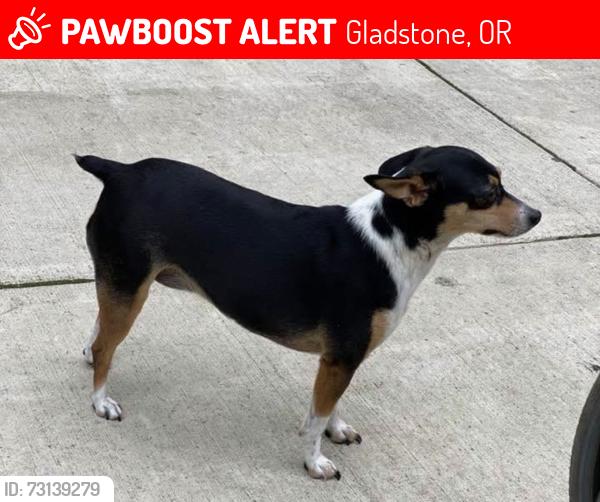 Lost Female Dog last seen Old 82nd area or Cason rd area, Gladstone, OR 97015