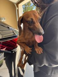 Reunited Male Dog last seen Mount Tamalpais Dr & Mammoth Way, Roseville, CA 95747