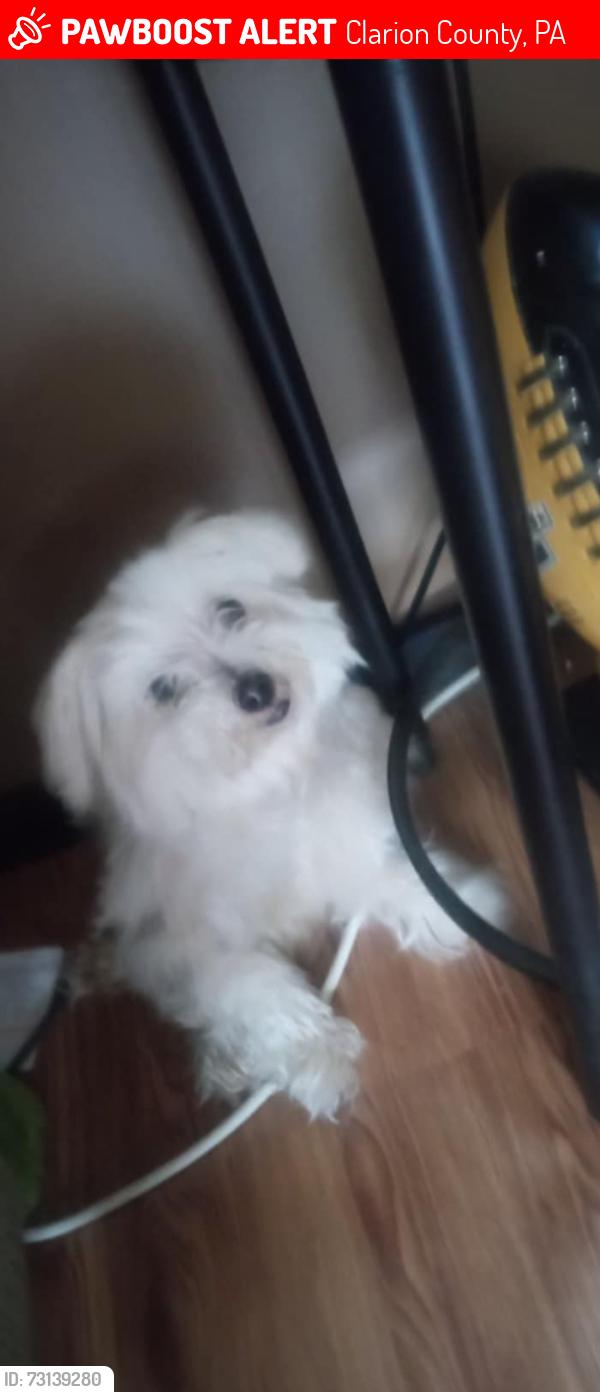Lost Female Dog last seen Frogtown it's a wooden area, Clarion County, PA 16224