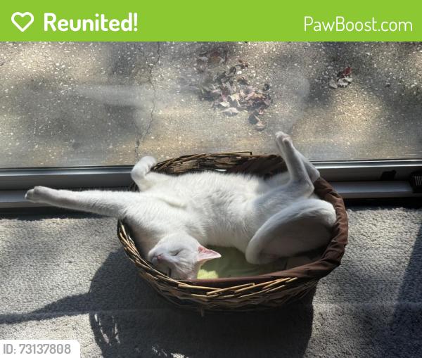 Reunited Male Cat last seen Fort Caroline rd, Jacksonville, FL 32277