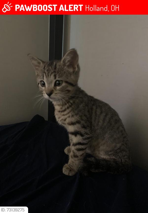 Lost Male Cat last seen Woodside terr, Holland, OH 43528