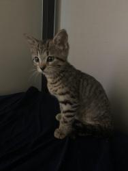 Lost Male Cat last seen Woodside terr, Holland, OH 43528